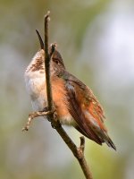 Hummer24.jpg