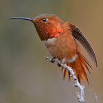 Hummer15.jpg