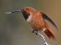 Hummer16.jpg