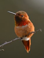 Hummer26.jpg