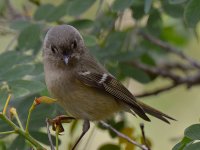 Sparrow2.jpg