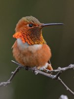 Hummer10.jpg