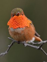 Hummer11.jpg