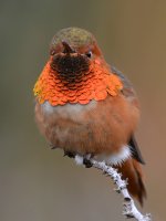 Hummer17.jpg