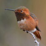 Hummer18.jpg