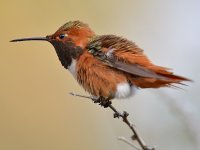Hummer20.jpg