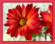 Red and Orange Daisy 3.jpg