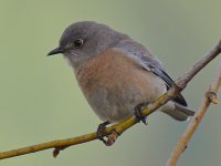 Bluebird3.jpg