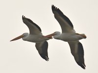 Pelicans3.jpg