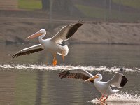 Pelicans4.jpg