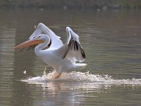 Pelicans5.jpg