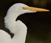 Egret3.jpg