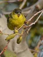 Finch.jpg