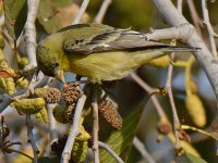 Finch3.jpg
