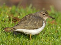 Sandpiper.jpg