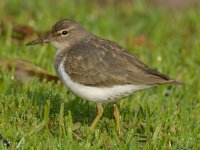 Sandpiper2.jpg