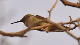 Hummer.jpg