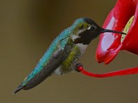 Hummer11.jpg