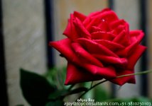 ESC_7818.jpg