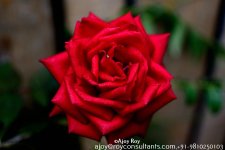 ESC_7820.jpg