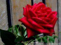 ESC_7822.jpg