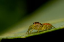 DSC_7388.jpg