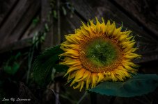 Sunflower-2.jpg
