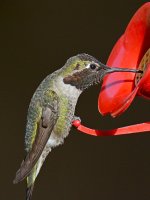 Hummer.jpg