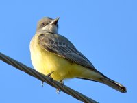 Kingbird.jpg