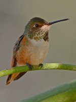Hummer10.jpg