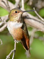 Hummer5.jpg