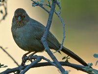 Towhee.jpg