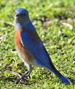 Bluebird.jpg