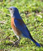 Bluebird2.jpg