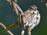 Finch2.jpg