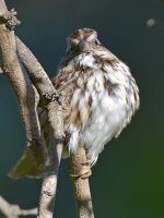 Finch4.jpg