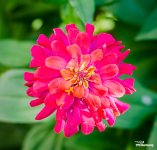 rosa-1.jpg