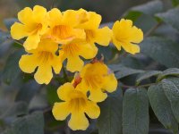 YellowFlower.jpg