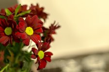 DSC_7153.jpg