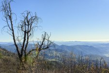 Palomar Mountain #2.jpg