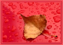 Golden Leaf on Red Rain Drops.jpg