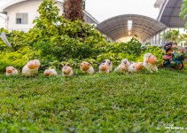 sheep-morningsun-1.jpg