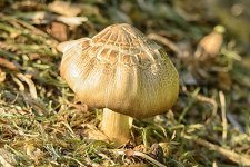 NEW_5211_webshot.jpg