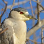 Heron2.jpg