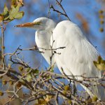 Egret7.jpg