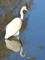 Egret.jpg