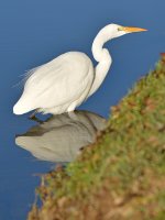 Egret2.jpg