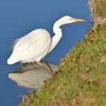 Egret3.jpg