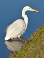 Egret4.jpg