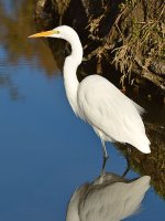 Egret5.jpg